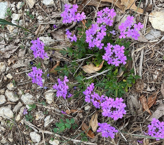 Rose Verbena (Glandularia canadensis)