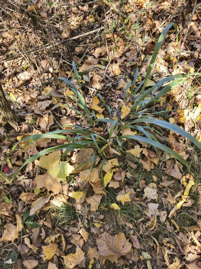 American Beakgrain (Diarrhena obovata)