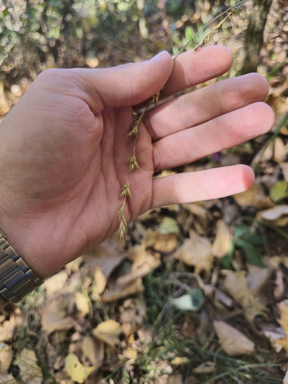 American Beakgrain (Diarrhena obovata)