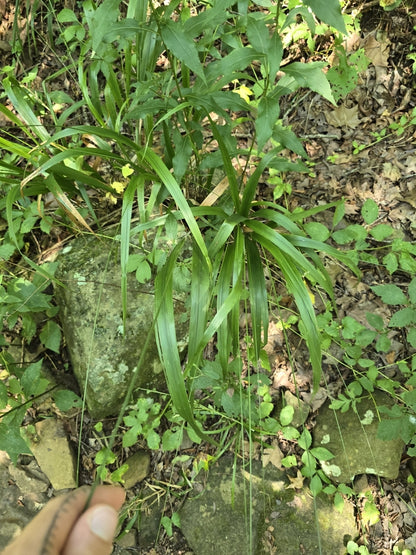 American Beakgrain (Diarrhena obovata)