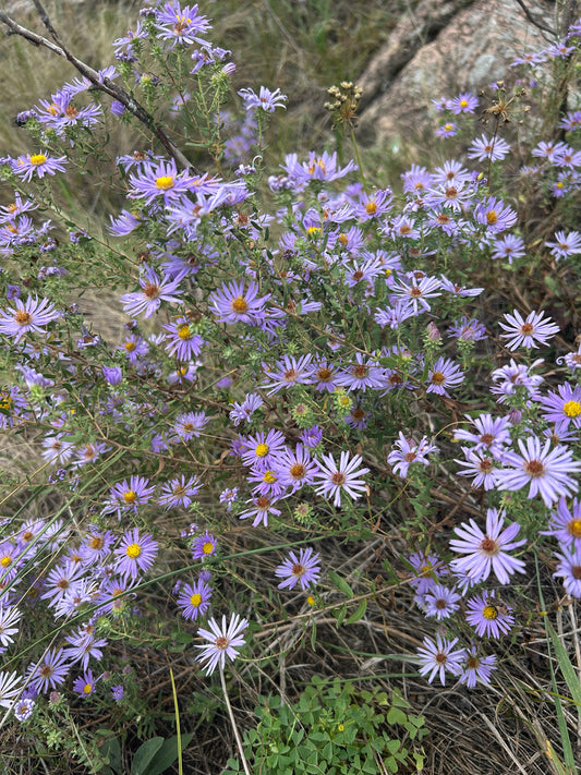 Aromatic Aster (Symphyotrichum oblongifolium)