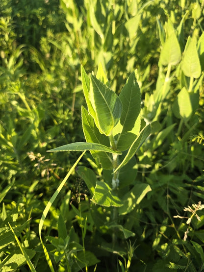Ashy Sunflower (Helianthus mollis)