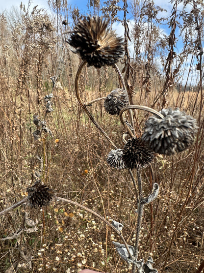 Ashy Sunflower (Helianthus mollis)