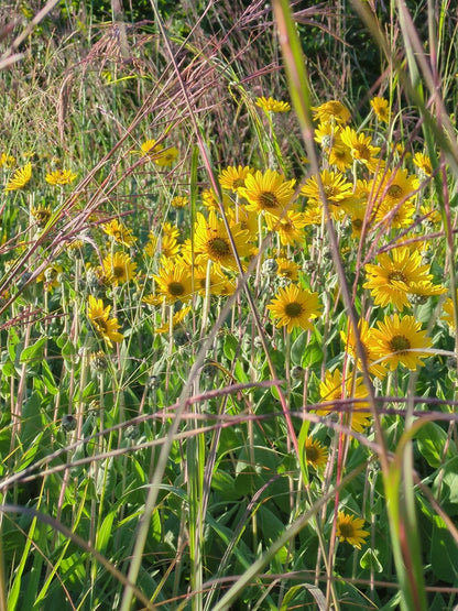Ashy Sunflower (Helianthus mollis)