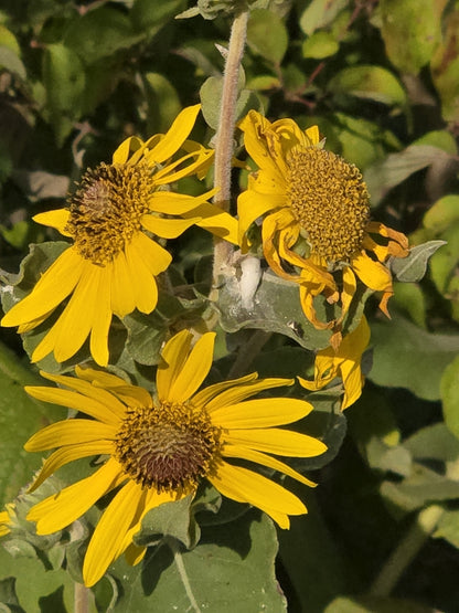 Ashy Sunflower (Helianthus mollis)