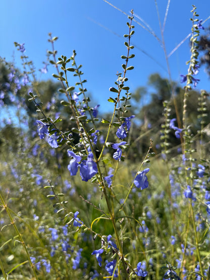 Azure Sage (Salvia azurea)