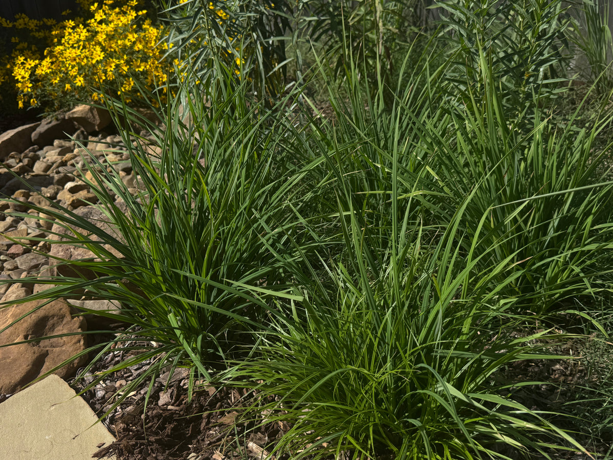 Short's Sedge (Carex shortiana)