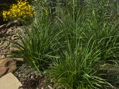 Short's Sedge (Carex shortiana)