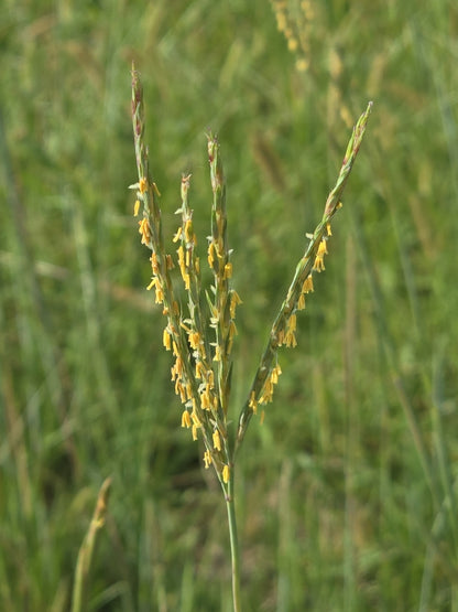 Big Bluestem	(Andropogon gerardi)