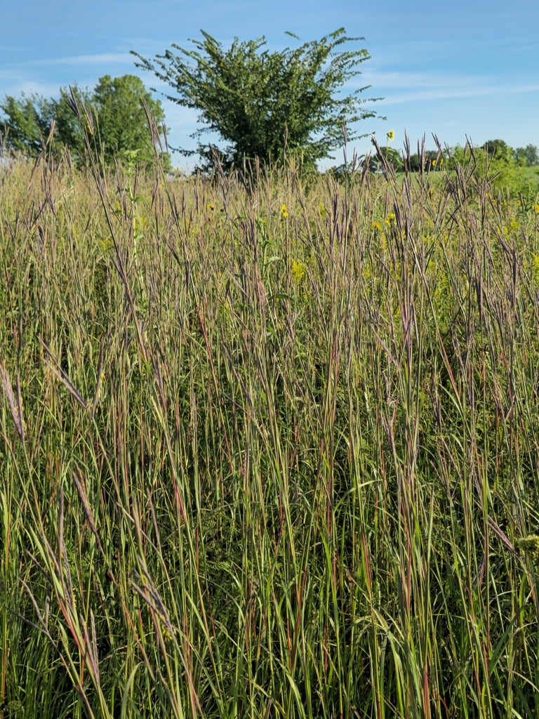 Big Bluestem	(Andropogon gerardi)