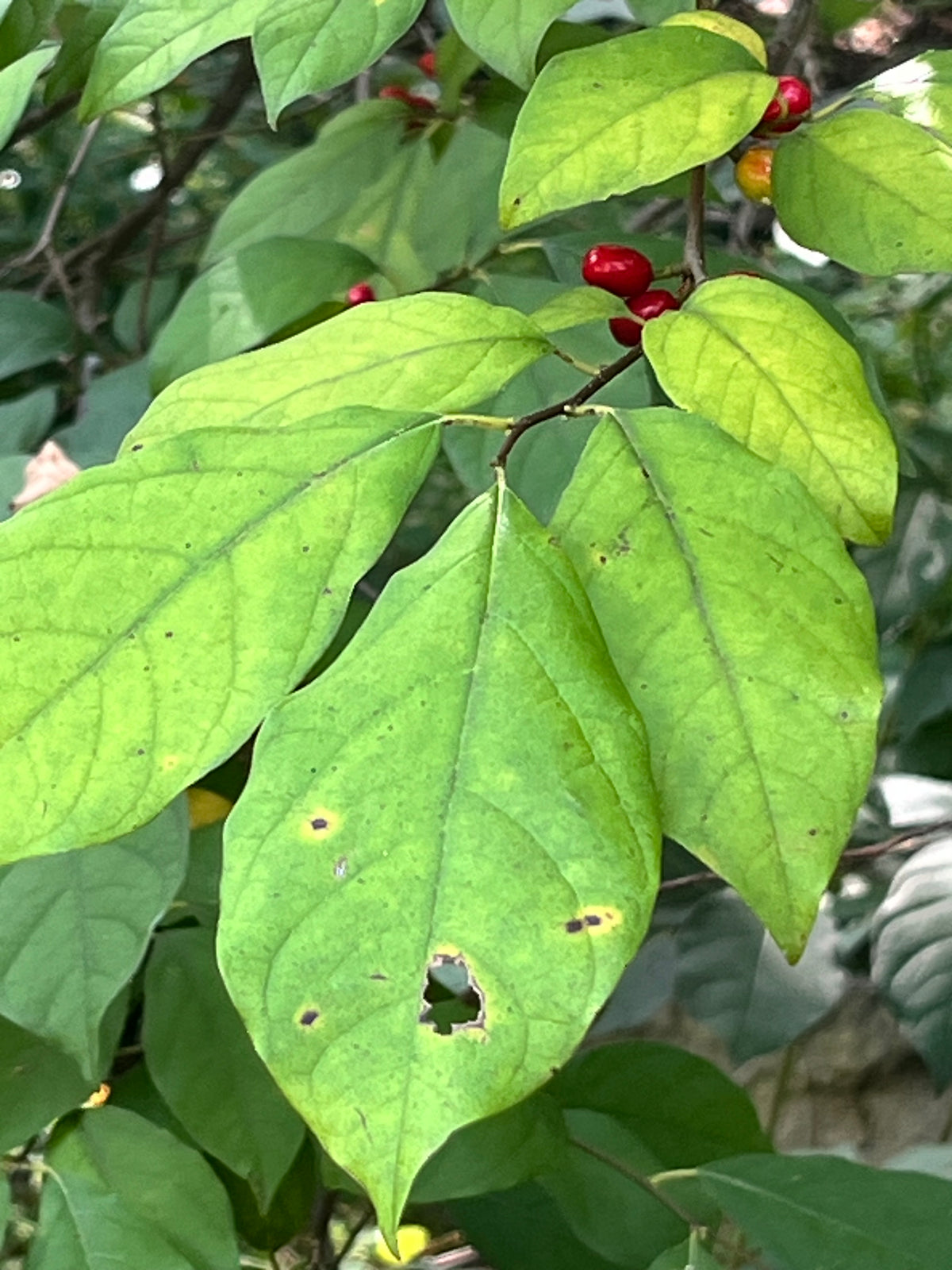 Northern Spicebush (Lindera benzoin)