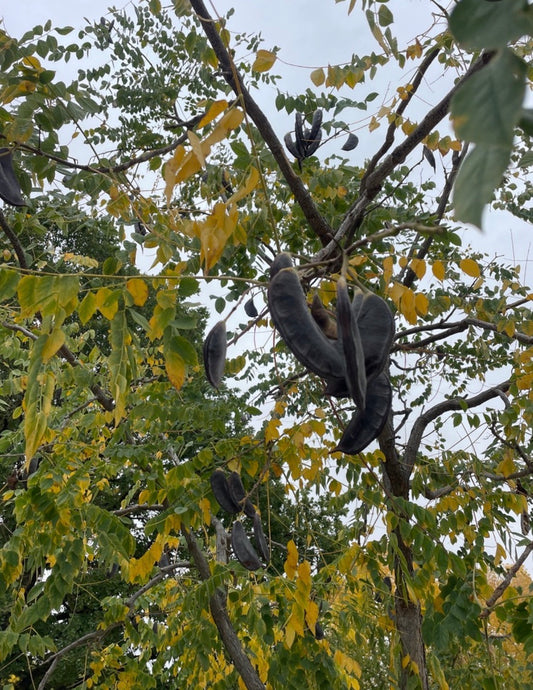 Kentucky Coffee Tree (Gymnocladus dioicus)
