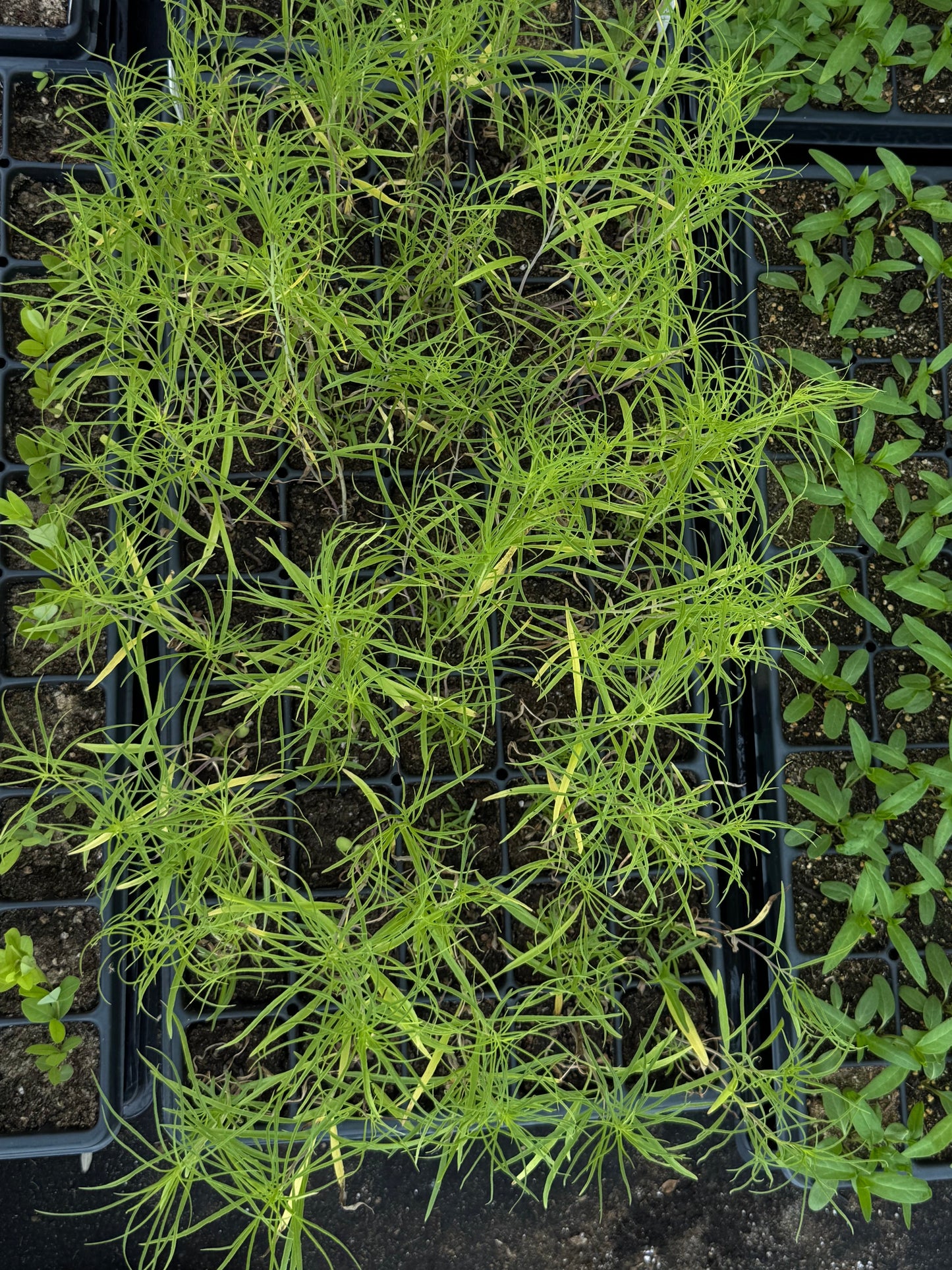 Willowleaf Sunflower (Helianthus salicifolius)