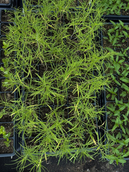 Willowleaf Sunflower (Helianthus salicifolius)