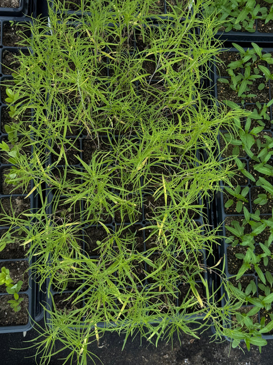 Willowleaf Sunflower (Helianthus salicifolius)
