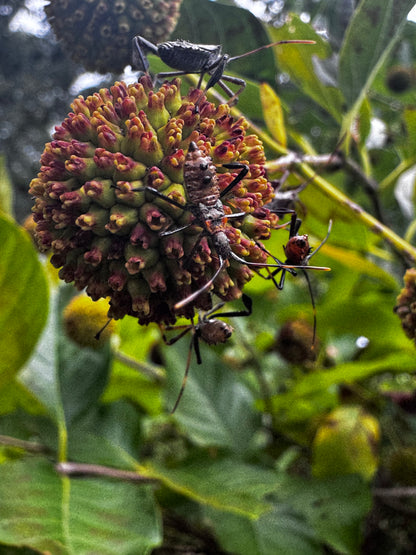 Buttonbush (Cephalanthus occidentalis)