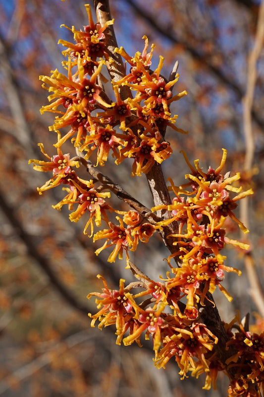 Ozark Witch Hazel (Hamamelis vernalis)