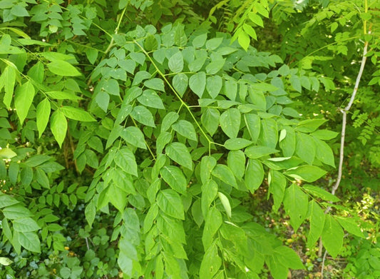 Kentucky Coffee Tree (Gymnocladus dioicus)