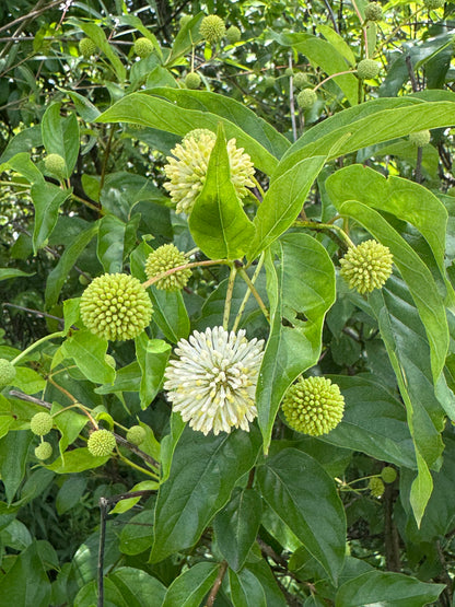 Buttonbush (Cephalanthus occidentalis)
