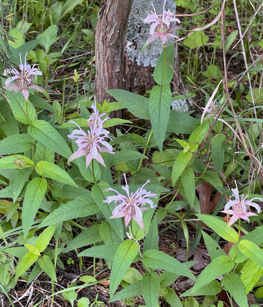 Bradbury's Bee Balm (Monarda bradburiana)