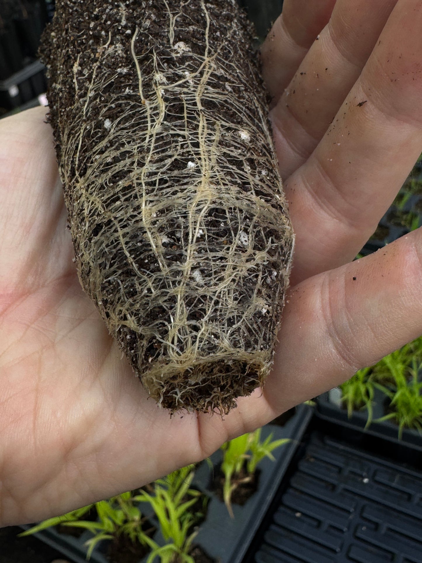 American Beakgrain (Diarrhena obovata)
