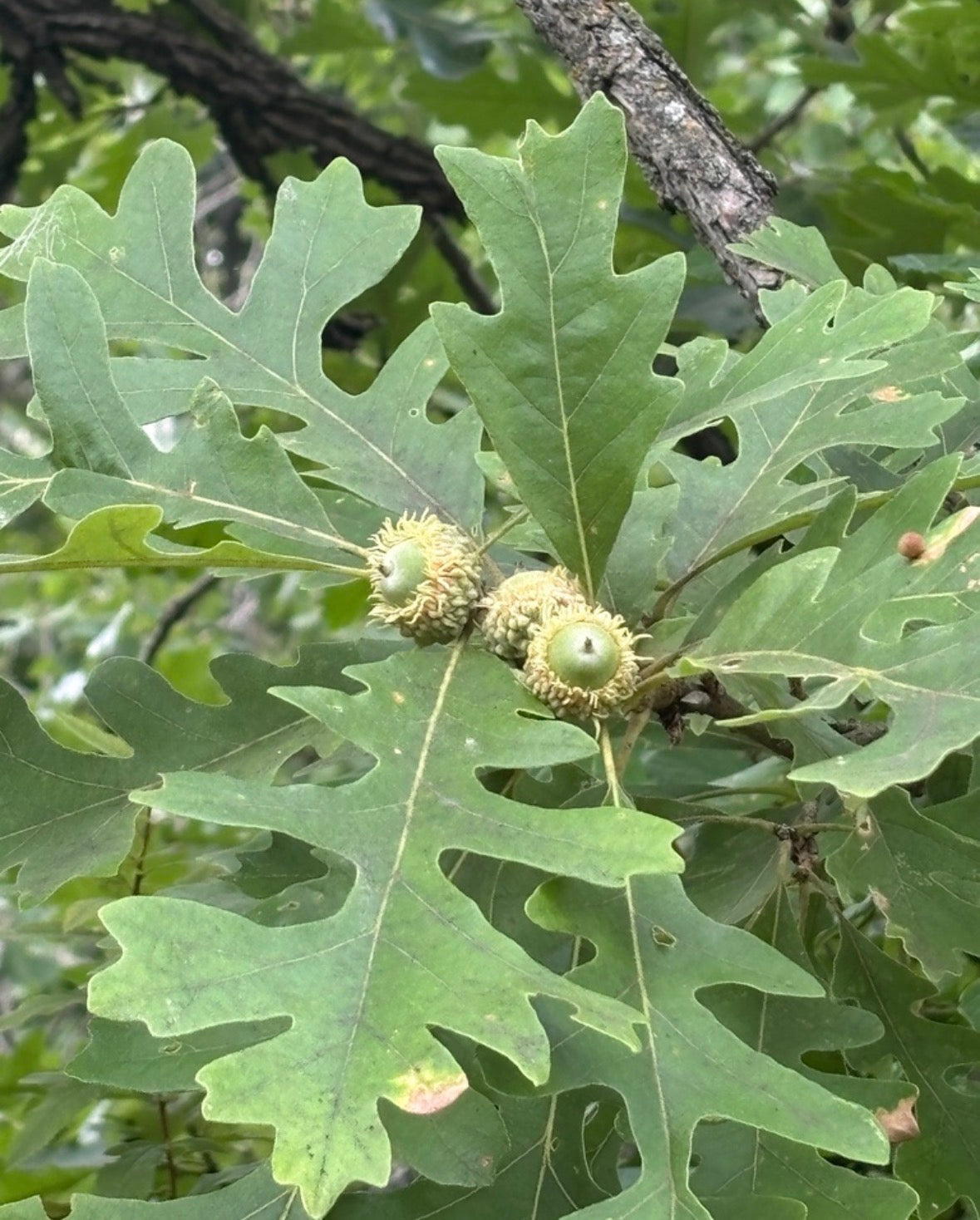 Bur Oak (Quercus macrocarpa)