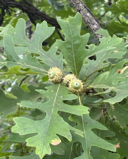 Bur Oak (Quercus macrocarpa)