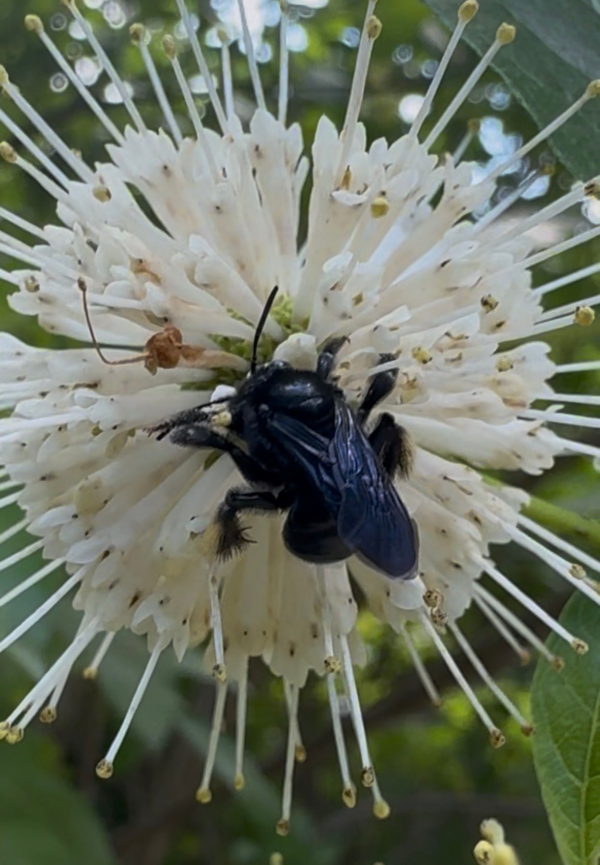 Buttonbush (Cephalanthus occidentalis)