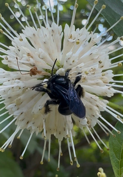 Buttonbush (Cephalanthus occidentalis)