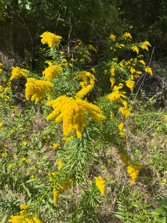 Showy Goldenrod (Solidago speciosa)