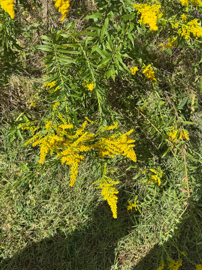 Showy Goldenrod (Solidago speciosa)