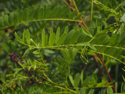 False Indigo Bush (Amorpha fruticosa)