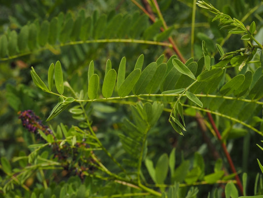 False Indigo Bush (Amorpha fruticosa)