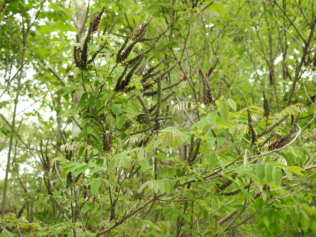 False Indigo Bush (Amorpha fruticosa)