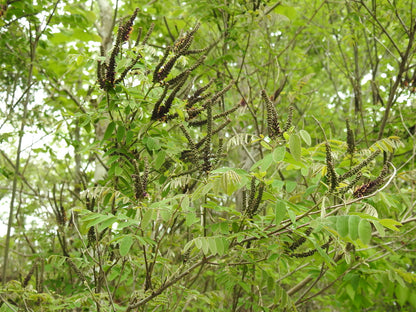 False Indigo Bush (Amorpha fruticosa)