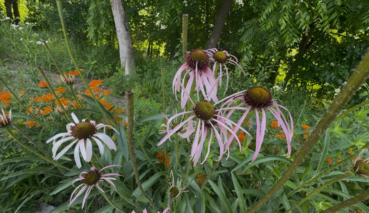 Pale Purple Coneflower (Echinacea pallida)