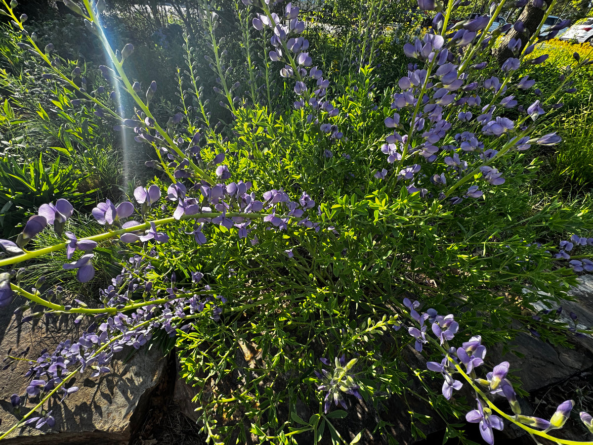 Blue Wild Indigo (Baptisia australis)
