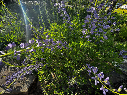 Blue Wild Indigo (Baptisia australis)