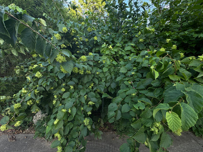 American Hazelnut (Corylus americana)