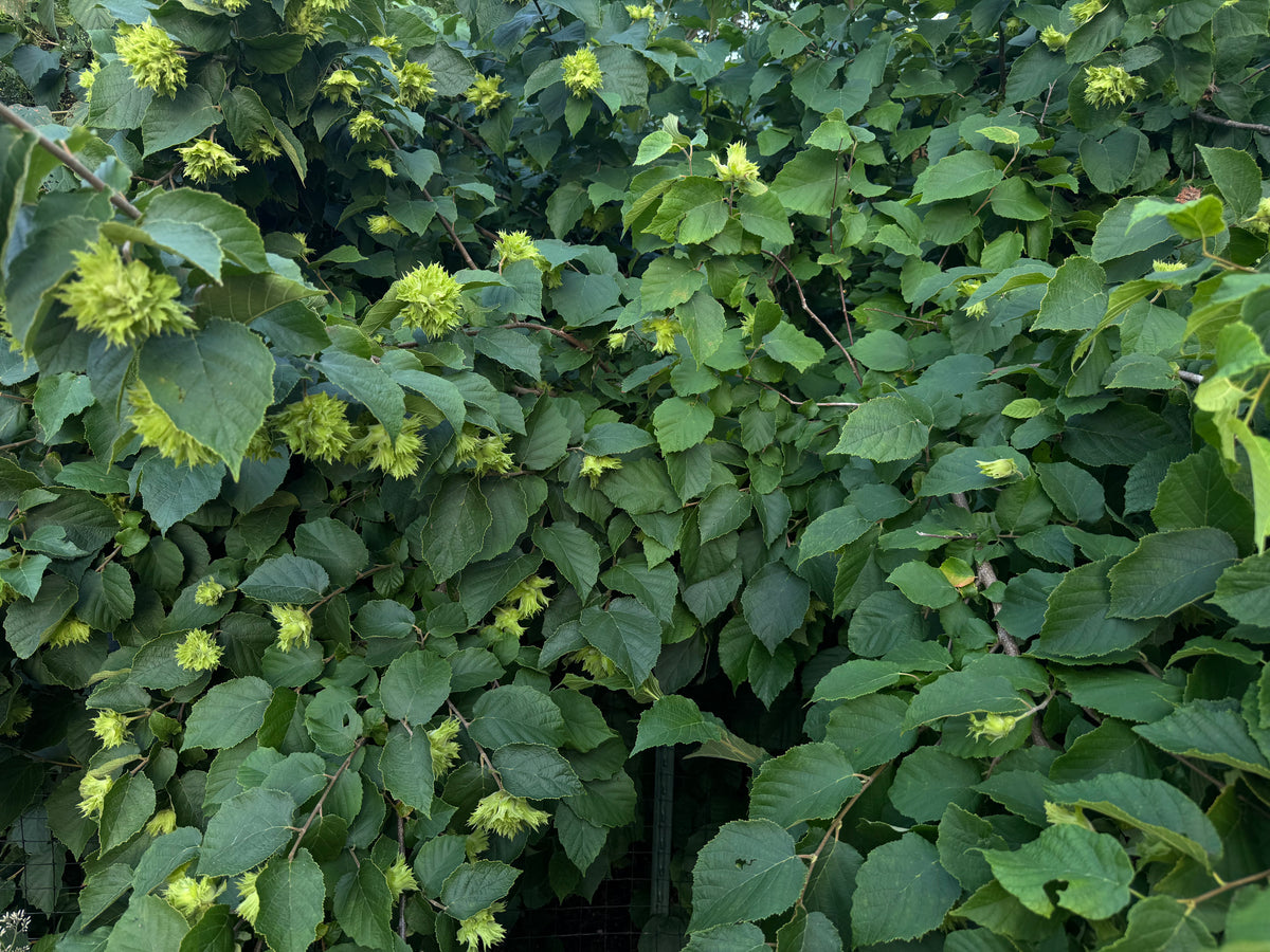 American Hazelnut (Corylus americana)