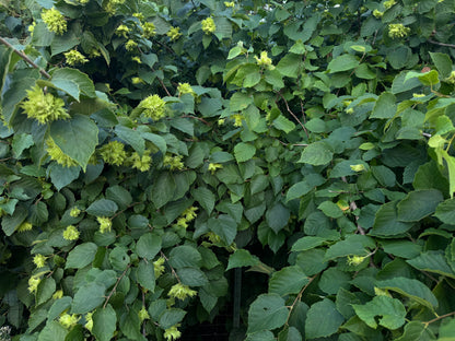 American Hazelnut (Corylus americana)