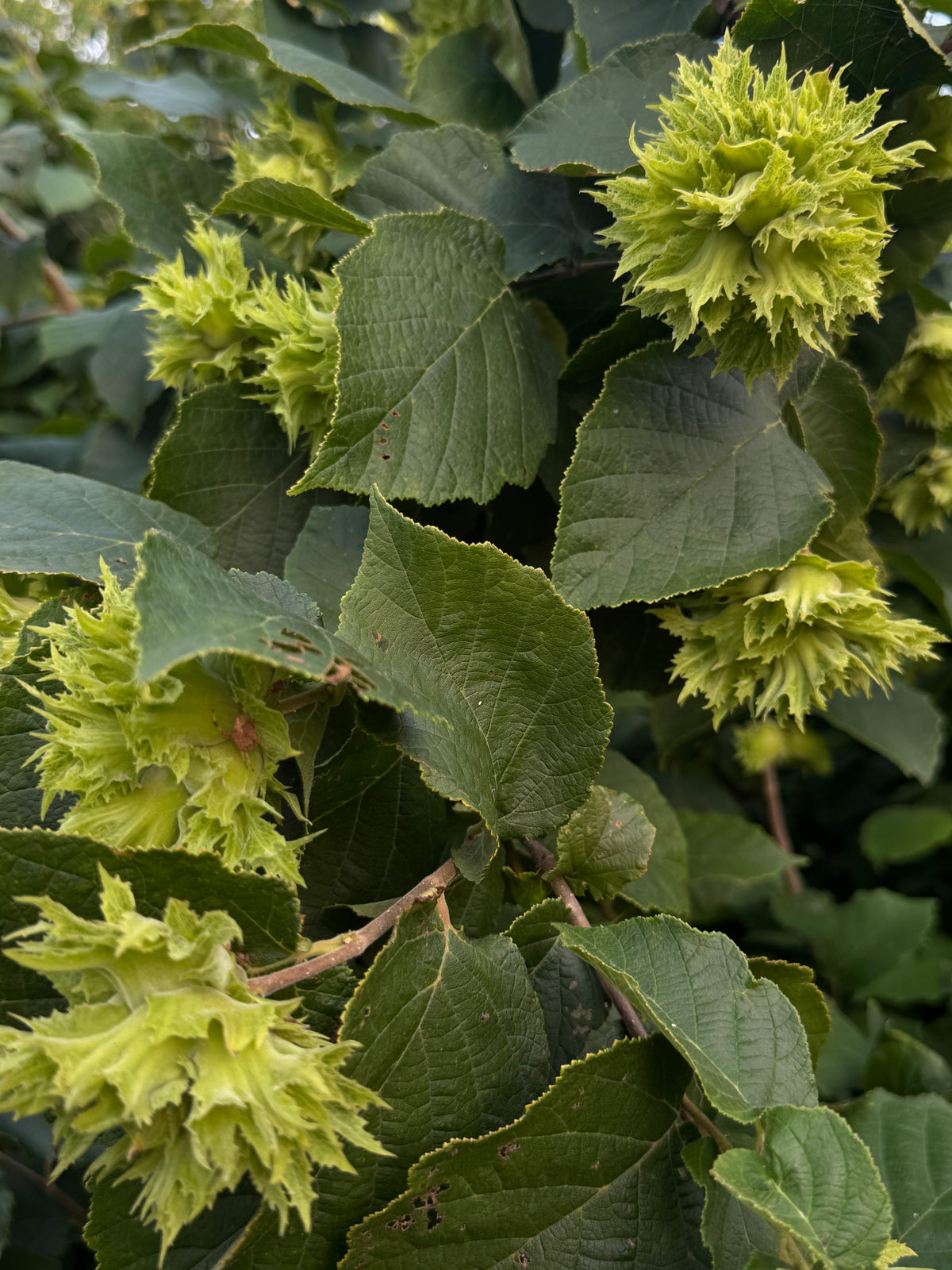 American Hazelnut (Corylus americana)