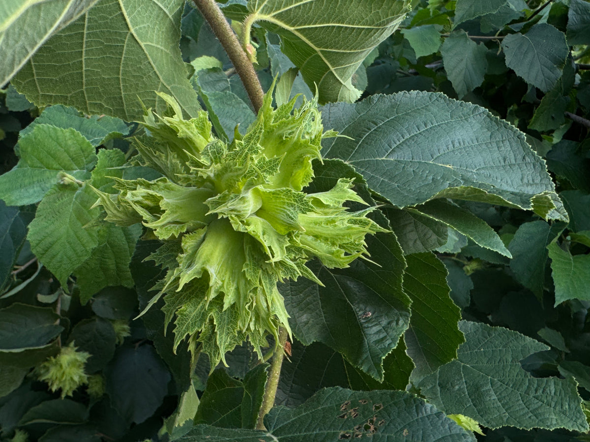 American Hazelnut (Corylus americana)