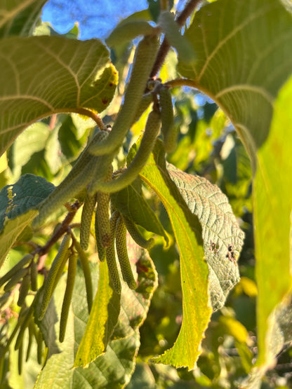 American Hazelnut (Corylus americana)
