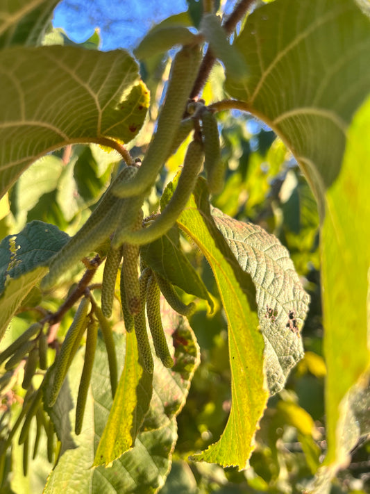 American Hazelnut (Corylus americana)