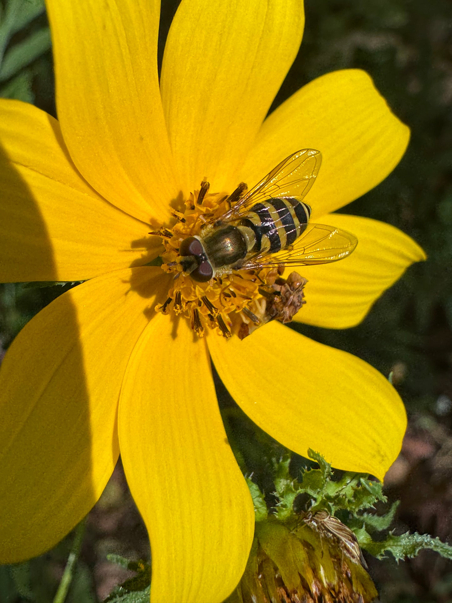 Swamp Marigold (Bidens aristosa) - Annual