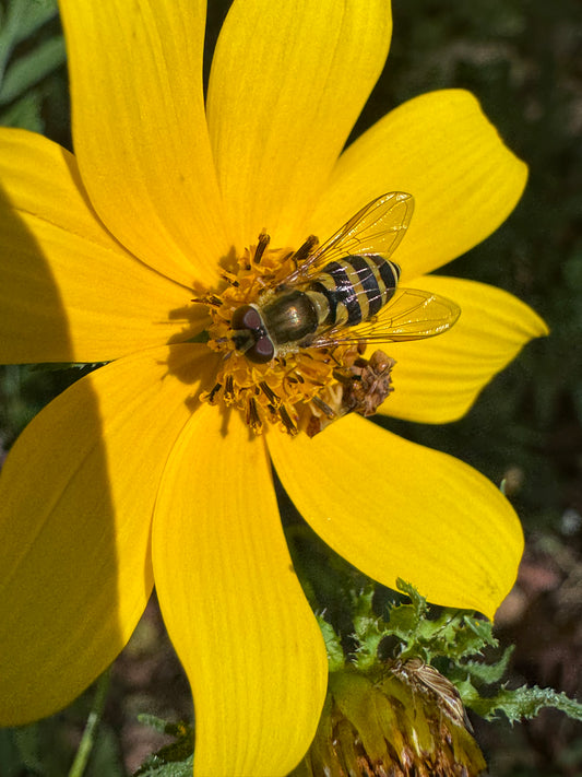 Swamp Marigold (Bidens aristosa) - Annual