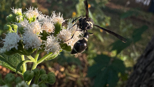 White Snakeroot (Ageratina altissima)