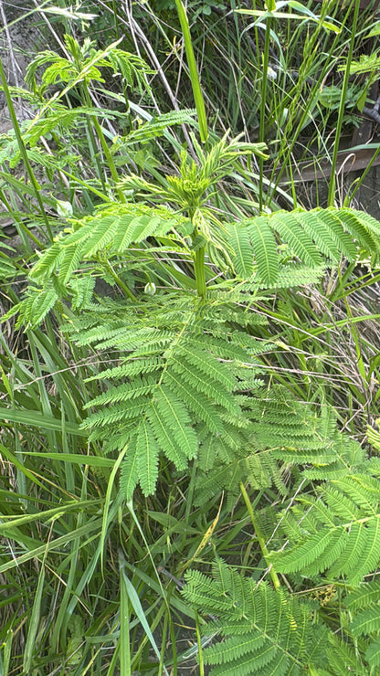 Illinois Bundleflower (Desmanthus illinoensis)