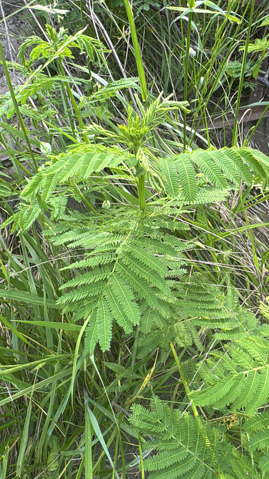 Illinois Bundleflower (Desmanthus illinoensis)